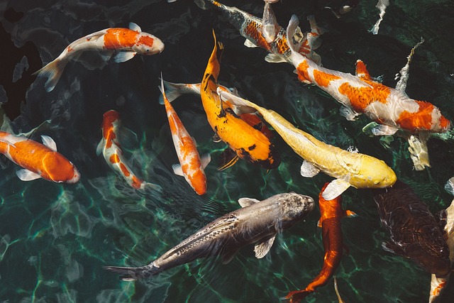 Jak správně⁤ dbát o​ ryby ve⁣ vašem akváriu?