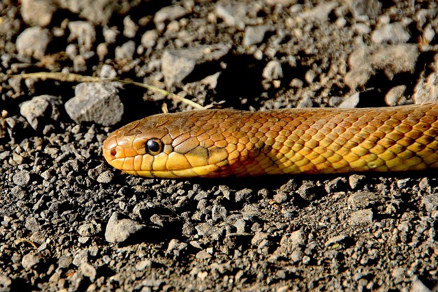 8. Náročné druhy hadů a jejich specifické potřeby: Zaměřte se na jejich individuální přizpůsobení teráriu