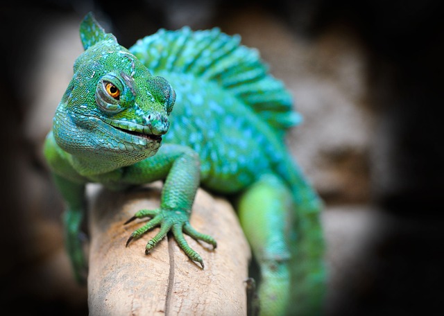 3. Klíčové vlastnosti terária vhodného pro chameleony a další druhy ještěrek